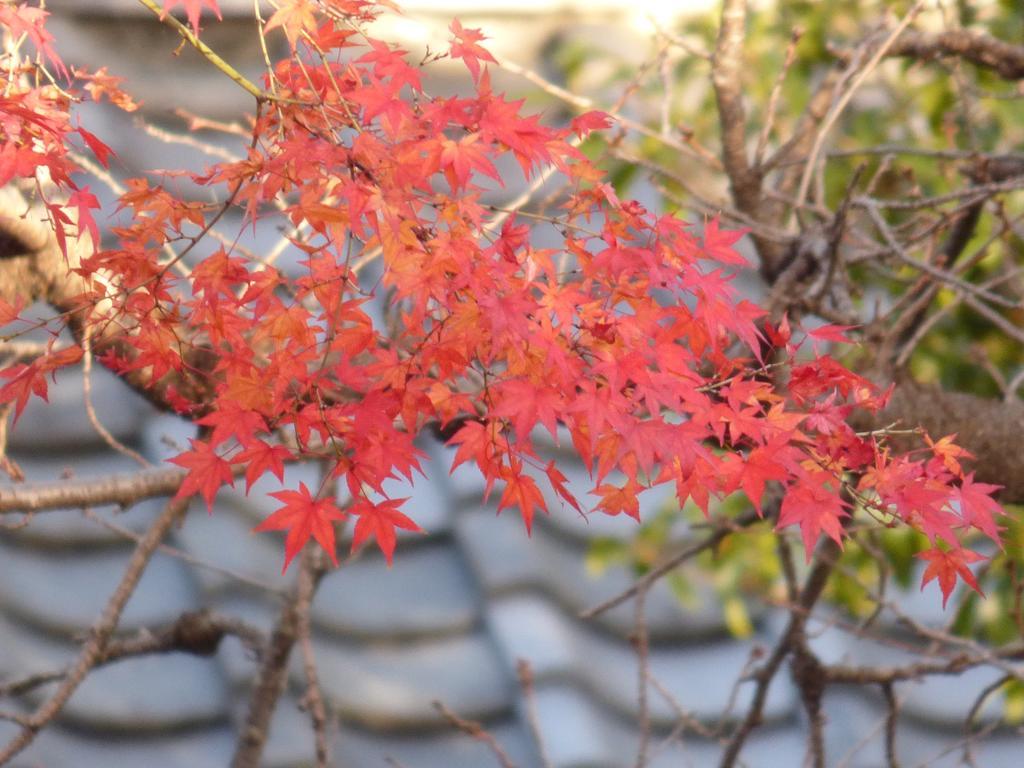 Saizen Matsumuro Stay Kyōto Esterno foto